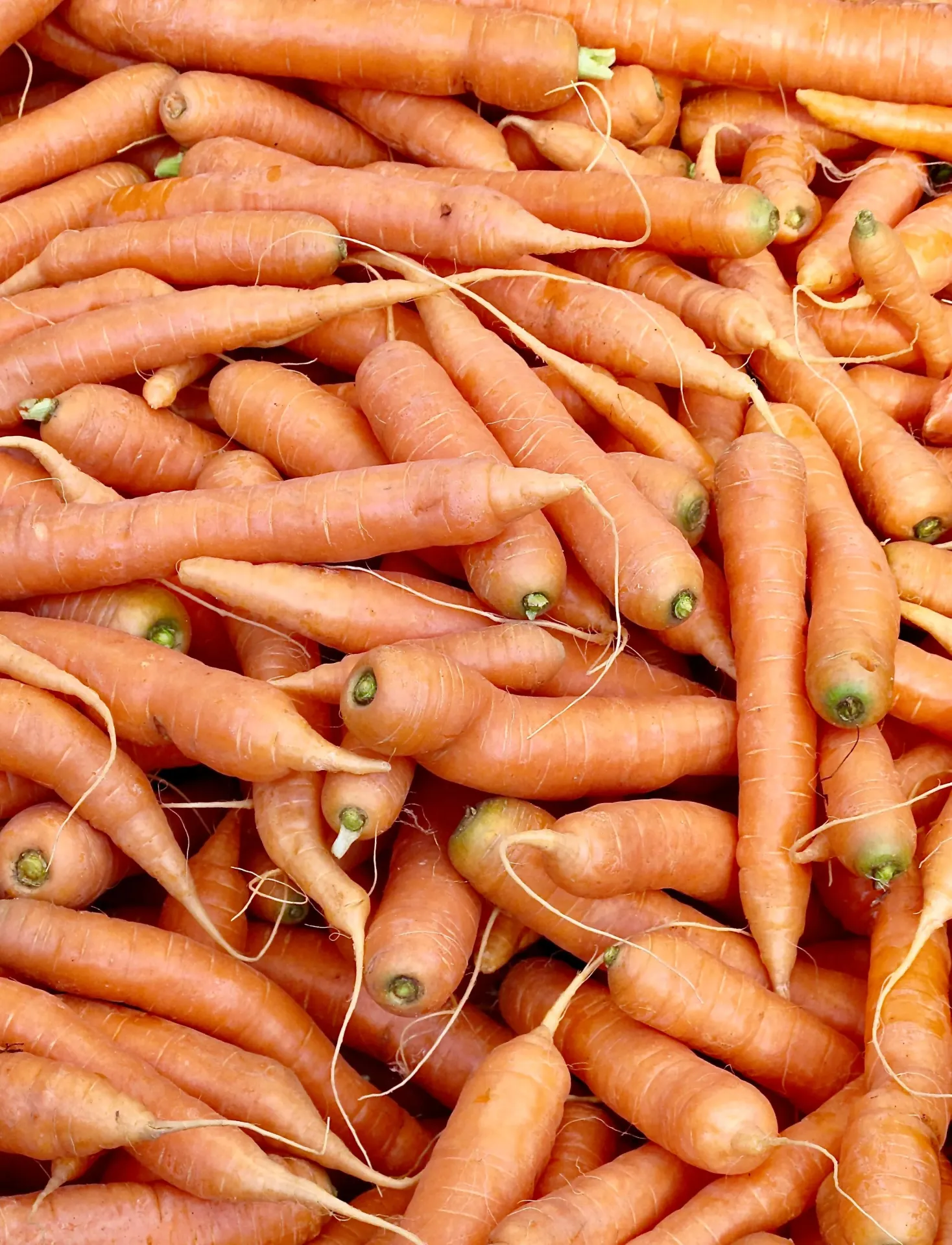 Carottes (Kg)