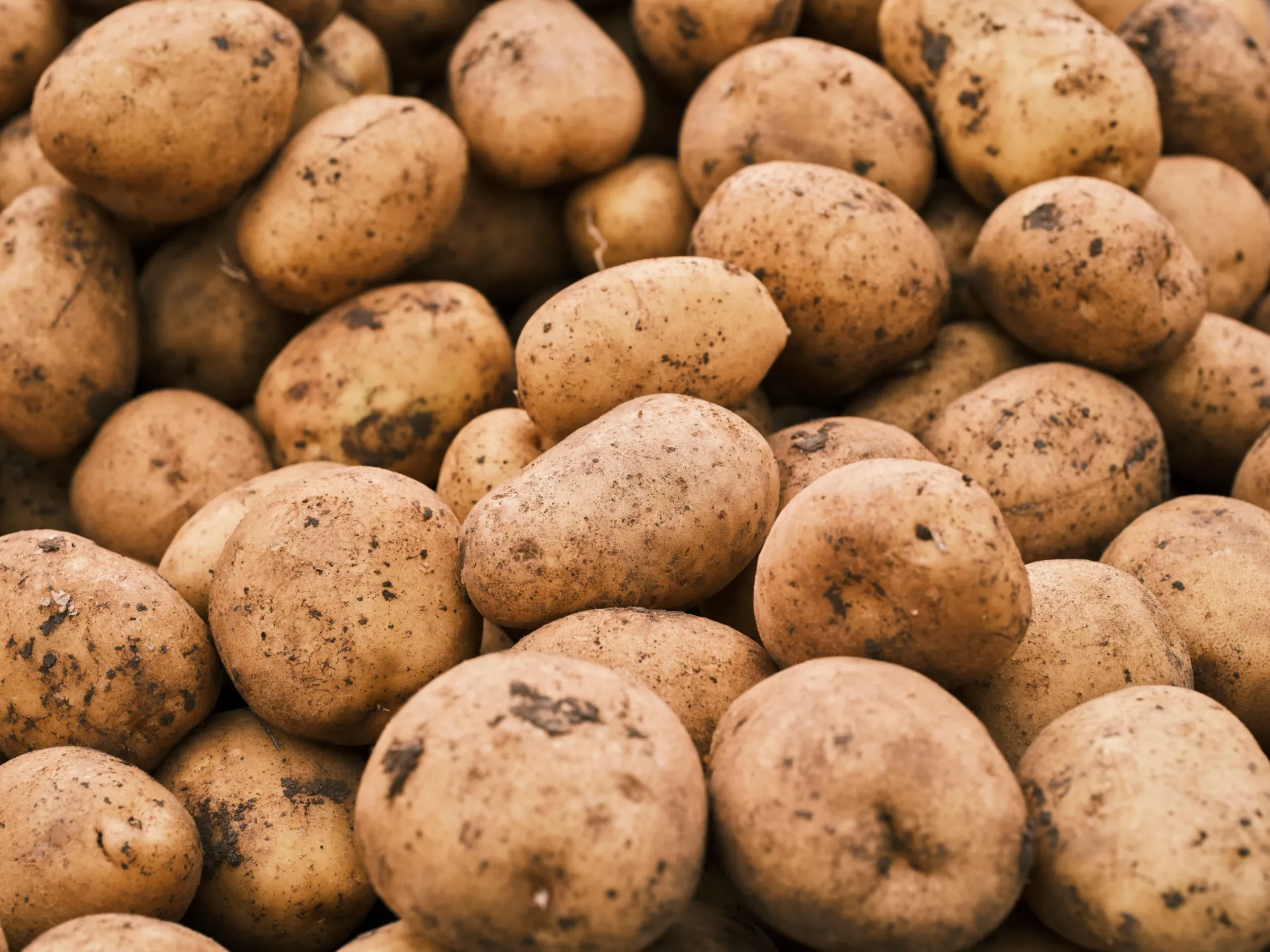 Pommes de terre (au kg)