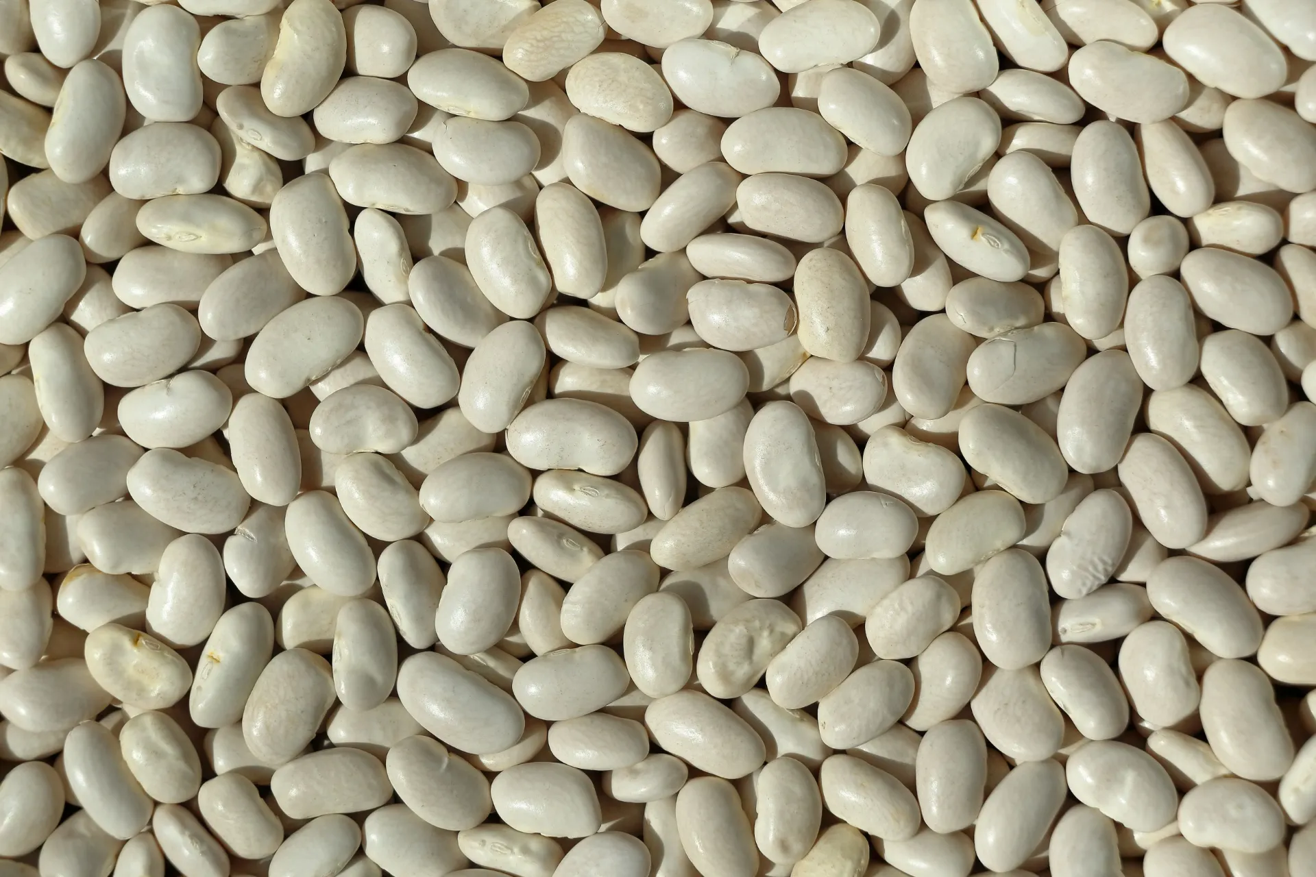 Mogettes (500g)