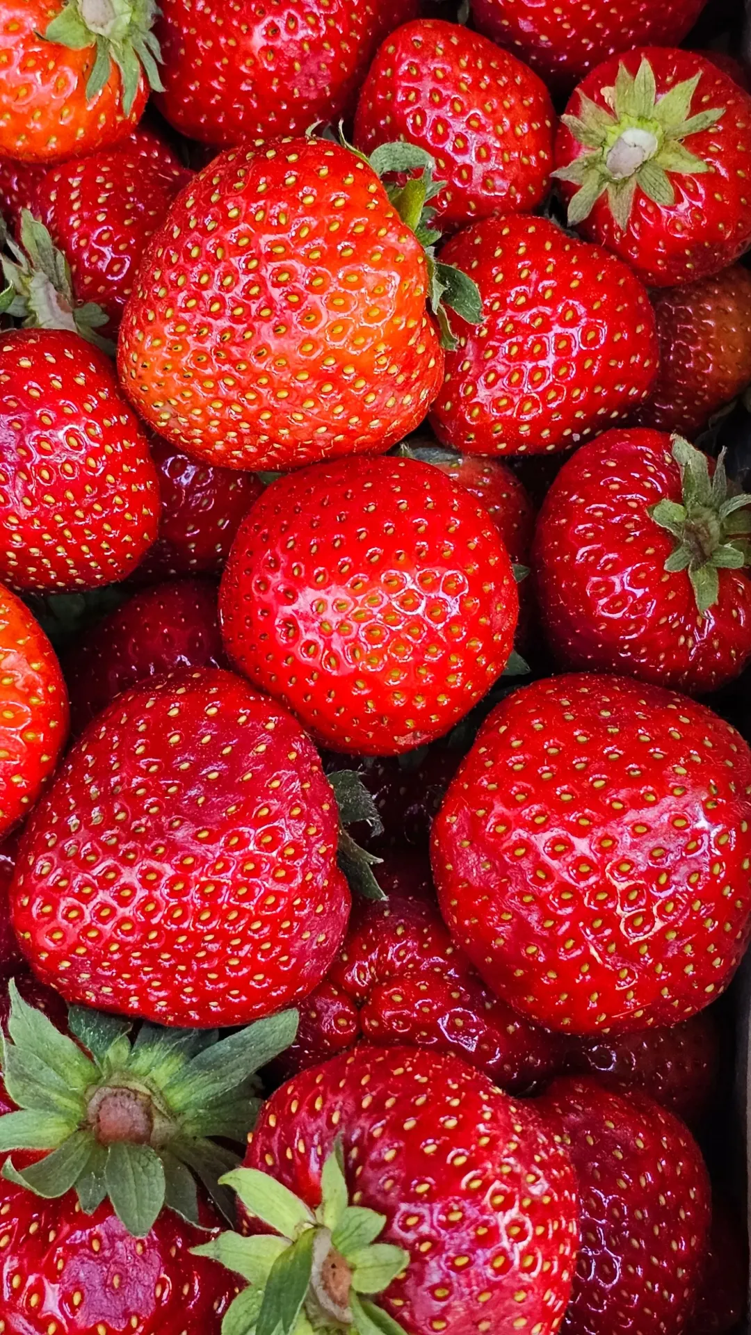 Fraises (500g)